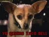 yo-quiero-taco-bell.gif