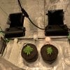 6161045_grow-journal-by-leastexpectedgrowervictoryseedschocodope.jpg