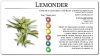 LEMONDER-Updated.png