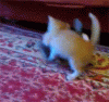 funny-gif-kitten-vs-bunny-(1).gif