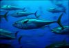 bluefin-tuna_greenpeace.jpg