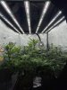 3x3 grow tent + SE5000 = MAXIMUM COVERAGE.jpg