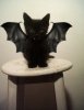 halloween-cat-costumes-19-57f75fe01d15b__605.jpg