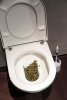 flushing-weed.jpg