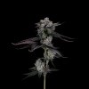 QWEST_Gelato41_LivePlant_Hero_WebRes_Black-1.jpg