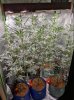 reddit@Mullethunt-SE3000-Just over 3 weeks into flower..jpg