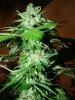 buds_pic_04.jpg