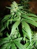 buds_pic_05.jpg