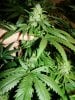 buds_pic_06.jpg