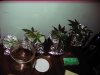 First Grow 006.jpg