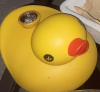 duckie.png