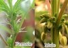 Male-vs-female-cannabis-plants.jpg