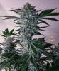 haole Moonshine #5 week 8-2.jpg