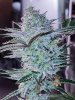 haole Moonshine #5 week 8-4.jpg