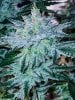 haole Moonshine #5 week 8-5.jpg