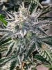 haole Moonshine #5 week 8-6.jpg