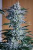 haole Moonshine #5 week 8-7.jpg