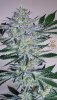 haole Moonshine #5 week 8-8.jpg