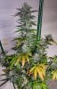 haole Moonshine #2 week 8-4.jpg