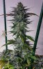 haole Moonshine #2 week 8-6.jpg