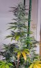 haole Moonshine #2 week 8-9.jpg