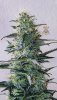 haole Moonshine #6 week 8-1.jpg