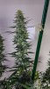 haole Moonshine #6 week 8-2.jpg