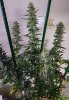 haole Moonshine #6 week 8-3.jpg