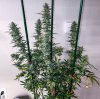 haole Moonshine #6 week 8-4.jpg