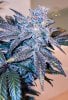 haole moonshine #18 harvest week 9-1.jpg