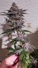 haole moonshine #18 harvest week 9-4.jpg