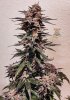 haole moonshine #18 harvest week 9-6.jpg