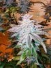 haole moonshine #18 harvest week 9-8.jpg