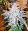 haole moonshine #18 harvest week 9-9.jpg