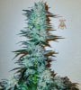 haole moonshine #18 harvest week 9-12.jpg