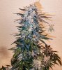 haole moonshine #18 harvest week 9-13.jpg