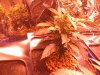 Grow 1, Day 18, Pot 8.jpg