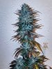 haole moonshine #2 harvest week 9-3.jpg