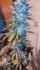 haole moonshine #2 harvest week 9-6.jpg