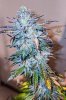 haole moonshine #2 harvest week 9-7.jpg