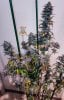 haole moonshine #2 harvest week 9-8.jpg