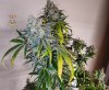 haole moonshine #46 harvest week 9-1.jpg