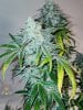 haole moonshine #46 harvest week 9-2.jpg