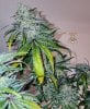 haole moonshine #46 harvest week 9-3.jpg