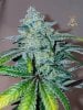 haole moonshine #46 harvest week 9-5.jpg