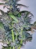 haole moonshine #5 harvest week 9-1.jpg