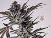 haole moonshine #5 harvest week 9-5.jpg