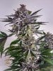 haole moonshine #5 harvest week 9-7.jpg