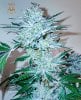 haole moonshine #5 harvest week 9-8.jpg