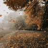 autumn-leaves-falling.gif